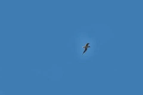 Seagulls in the sky Stock-Fotos