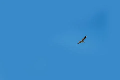 Seagulls in the sky Stock Photos