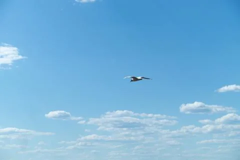 Seagulls in the sky Stock-Fotos