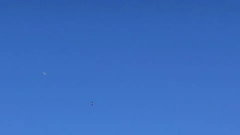 Seagulls in the Sky. Seagulls Flying. Stock Footage 226738577