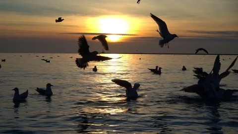 	Seagulls in the sky. Slow Motion.  240 fps. Stock-Footage 84487870