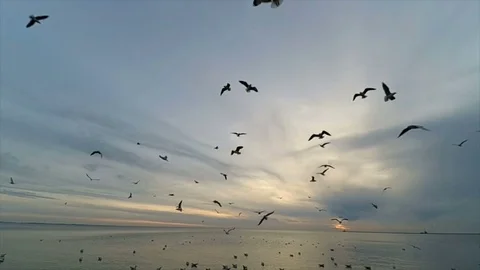 Seagulls in the sky. Slow motion. Vidéo 74704402