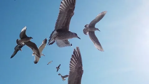 Seagulls in the sky  slow motion Video stock 201216732