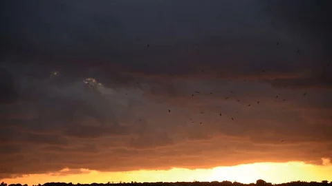 Seagulls in the sky at sunset in Rome Stock Footage 83304388