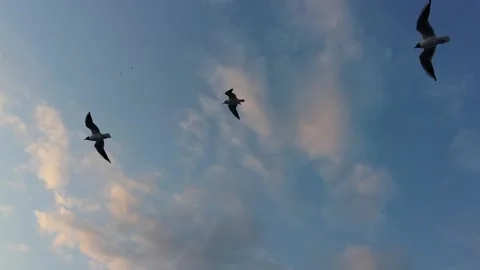 Seagulls in the Sky Tracking Shot by a Ship Stock Footage 233455224
