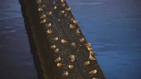 Seagulls sleep at night Stock Footage 99878154