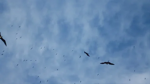 Seagulls in SloMo Stock Footage 23693329