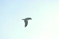 Seagulls Slow Motion 01 High Speed 240fps Footage