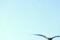 Seagulls Slow Motion 04 High Speed 240fps Footage