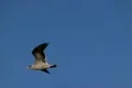 Seagulls Slow Motion 05 High Speed 240fps Footage