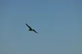 Seagulls Slow Motion 07 High Speed 240fps Footage