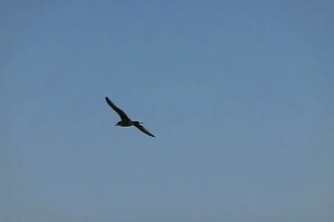 Seagulls Slow Motion 07 High Speed 240fps Stock Footage