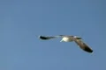Seagulls Slow Motion 11 High Speed 240fps Footage