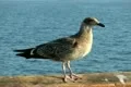 Seagulls Slow Motion 16 CU High Speed 240fps Footage