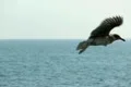 Seagulls Slow Motion 17 CU High Speed 240fps Footage