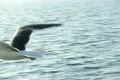Seagulls Slow Motion 18 CU High Speed 240fps Footage