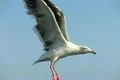 Seagulls Slow Motion 19 CU High Speed 240fps Footage