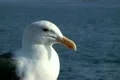 Seagulls Slow Motion 21 CU High Speed 240fps Footage