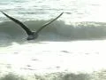 Seagulls Slow Motion 23 CU High Speed 240fps Footage