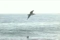 Seagulls Slow Motion 24 Venice Beach High Speed 240fps Footage