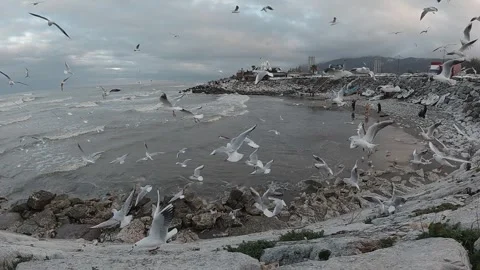 Seagulls in slow motion 240fps flying over waves and rocky shore coastline Stock-Footage 318687053