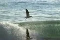 Seagulls Slow Motion 25 Venice Beach High Speed 240fps Footage
