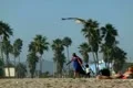 Seagulls Slow Motion 26 Venice Beach High Speed 240fps Footage