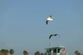 Seagulls Slow Motion 28 Venice Beach High Speed 240fps Footage