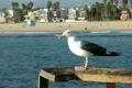 Seagulls Slow Motion 30 Venice Beach High Speed 240fps Footage