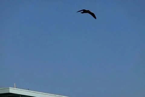Seagulls Slow Motion 32 Venice Beach High Speed 240fps Stock Footage