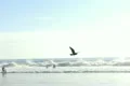Seagulls Slow Motion 34 Venice Beach High Speed 240fps Footage