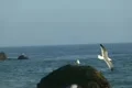 Seagulls Slow Motion 42 Malibu High Speed 240fps Footage