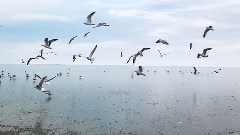 Seagulls slow motion Stock Footage 80766571