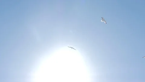 Seagulls Slow-Motion Stock Footage 91395450
