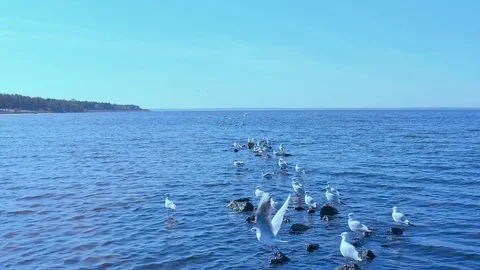 Seagulls in slow motion  Stock Footage 121778803