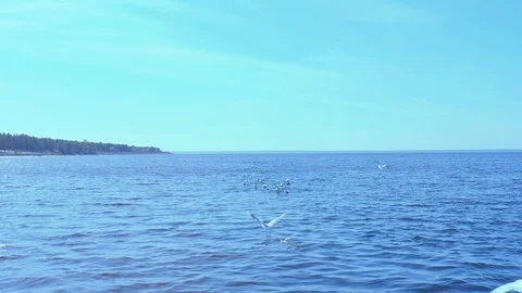 Seagulls in slow motion  Stock Footage 121783816