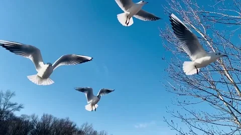 Seagulls in slow motion 動画素材 153486192