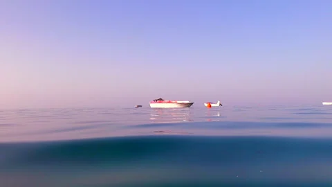 Seagulls slow motion Stock Footage 161422132