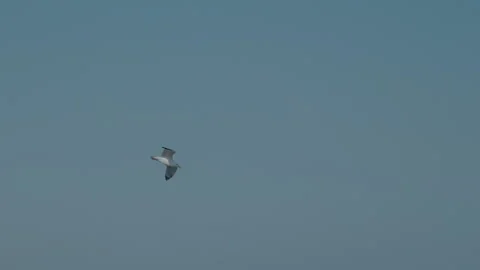 Seagulls, Slow Motion Stock-Footage 197769861