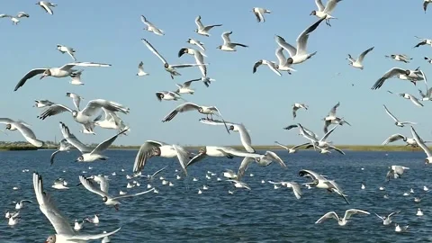 Seagulls in slow motion. Freedom concept. Fly pattern. Stock Footage 137921902