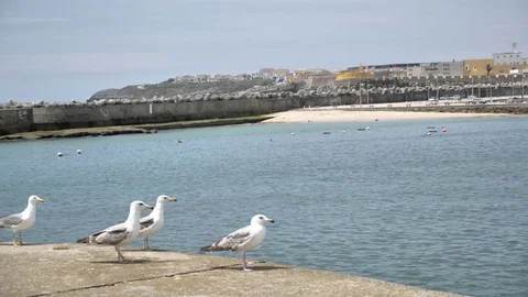 Seagulls Slowmotion Flying 4k Stock Footage 77254271