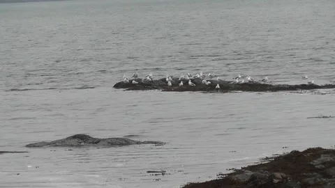 Seagulls on a small island on a very cloudy and gray summer day Video stock 166330981