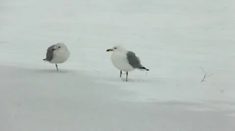 Seagulls in snow 스톡 동영상 10804929