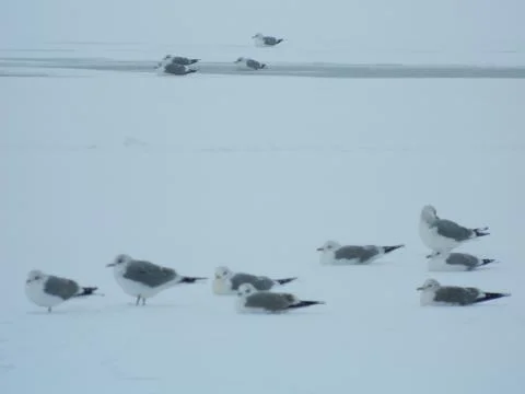 Seagulls on snow Stock Photos