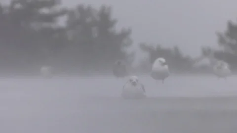 Seagulls in a snow storm  Stock Footage 91360616
