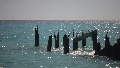 Seagulls soaking in the sun Stock Footage 260578374