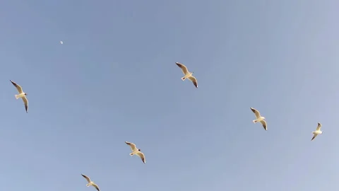 Seagulls Soar Against a Clear Sky Background Stock Footage 308973689