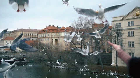 Seagulls soar and try to catch bread. Stock Footage 71322039
