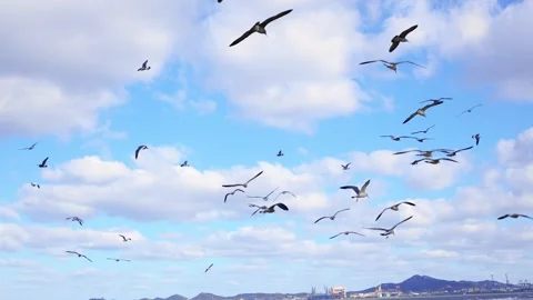 Seagulls soar freely on the beach Stock Footage 328401468