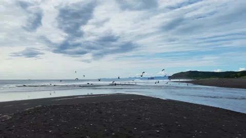 Seagulls soar over the black volcanic sand beach and the beautiful sea Stock-Footage 141246974
